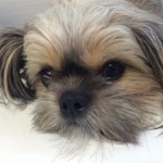 [第174回]またまた誕生日!!　抹茶!!